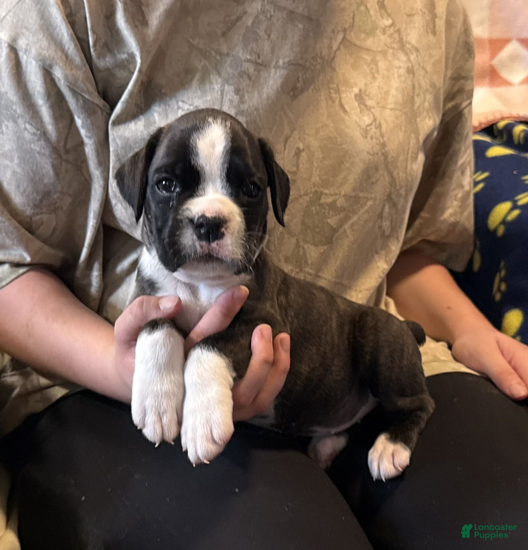 Boxer dogs Liberty - Ad 2