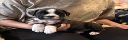 Boxer dogs for sale: Liberty - Ad 2