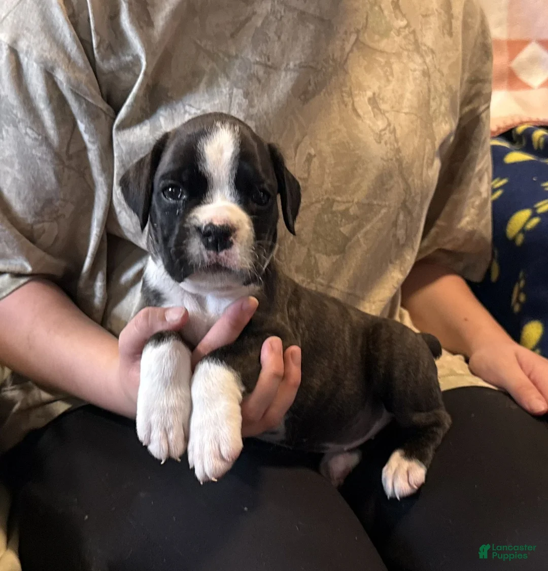 Boxer dogs for sale: Liberty - Ad 2