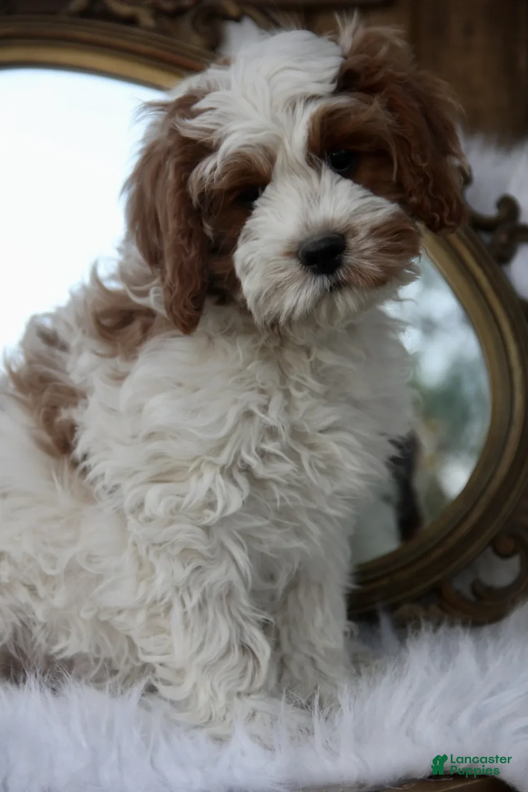 Cavapoo dogs for sale: Jackson - Ad 6