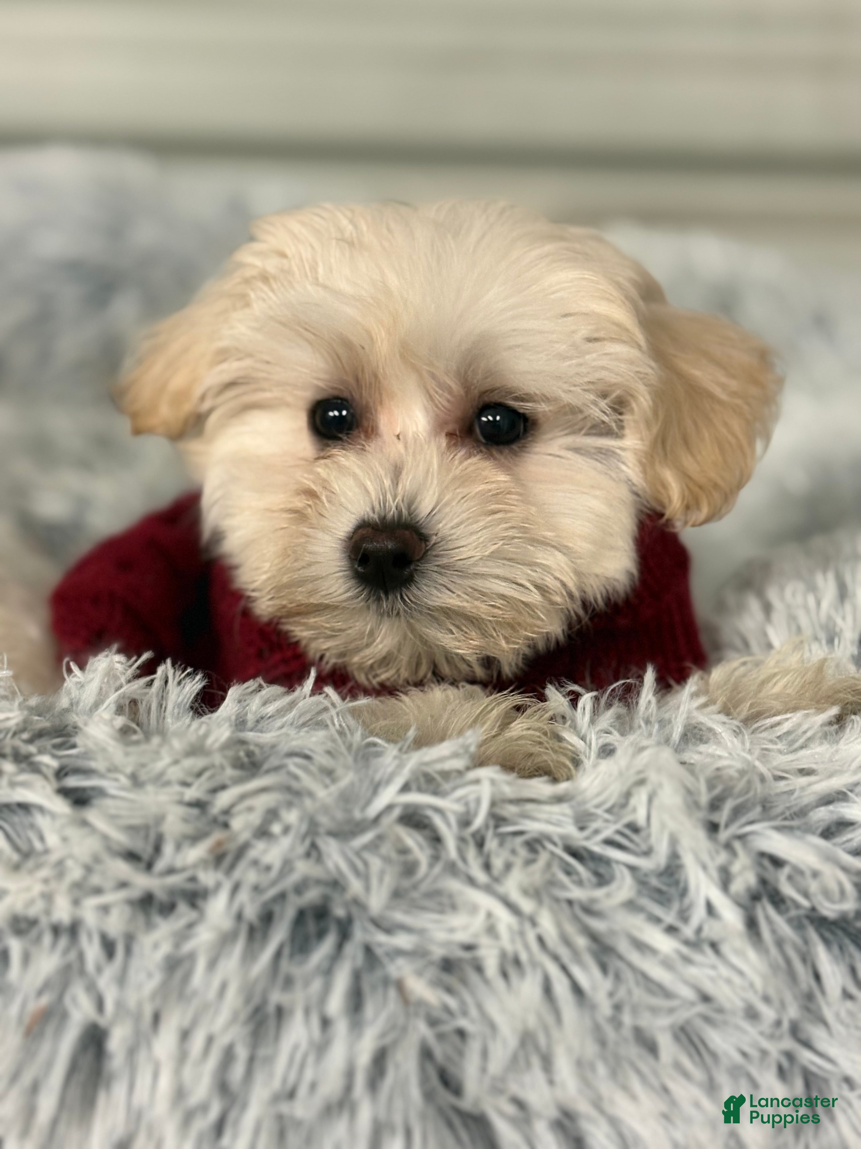 Mixed Breed dogs Leo - Ad 13