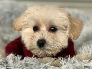 Mixed Breed dogs Leo - Ad 3