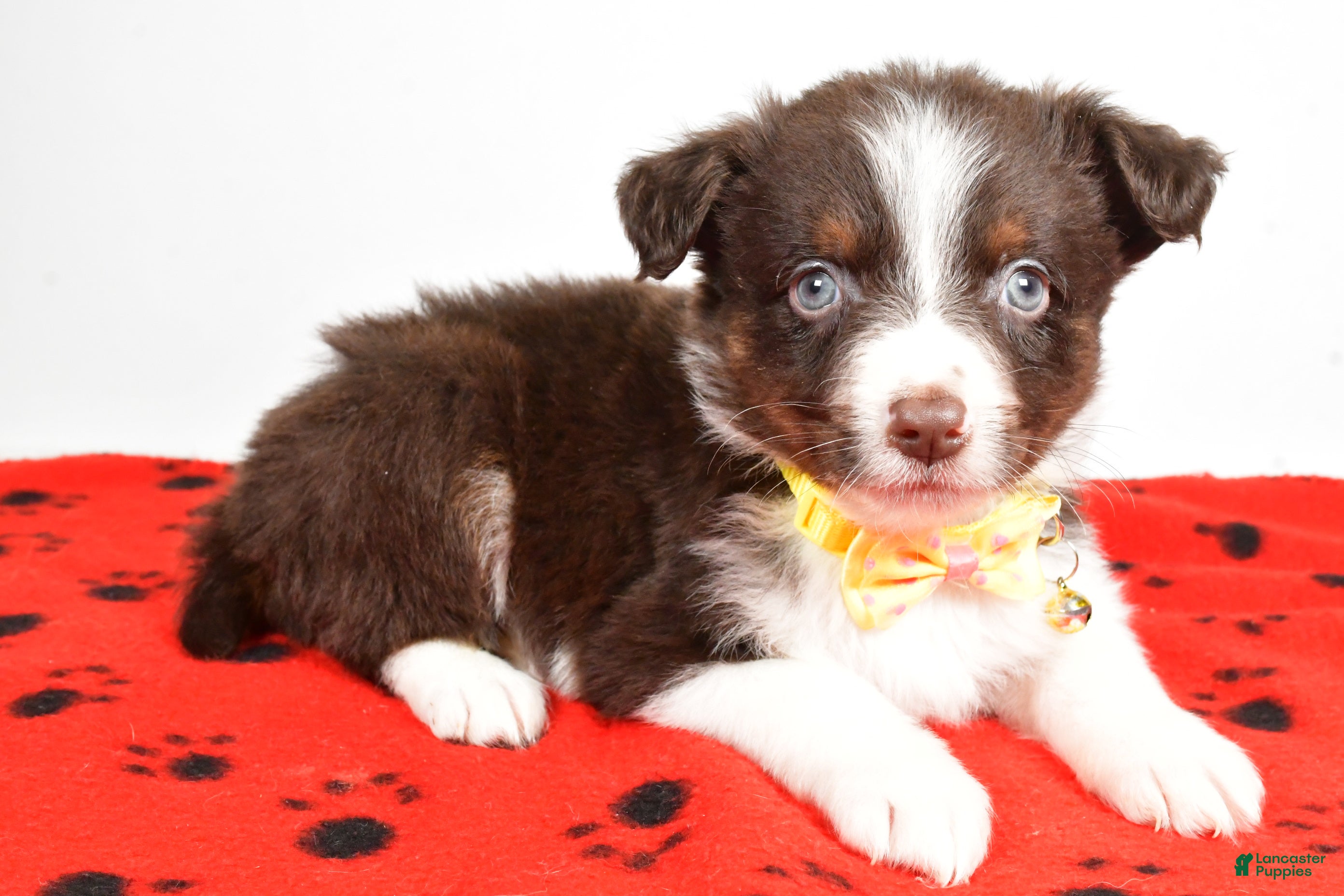 Mini Aussiedoodle dogs Samson - Ad 8