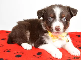 Mini Aussiedoodle dogs Samson - Ad 28