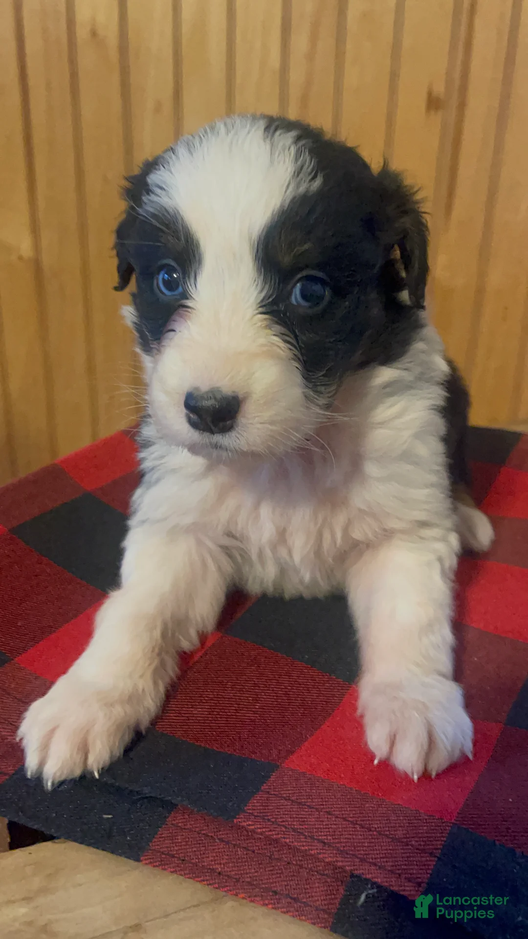 Australian Shepherd dogs for sale: Archer - Ad 20