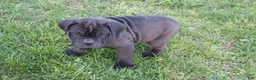 Cane Corso dogs for sale: Blanchard - Ad 3