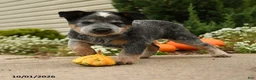 Australian Cattle Dog dogs for sale: Andrea - Ad 4