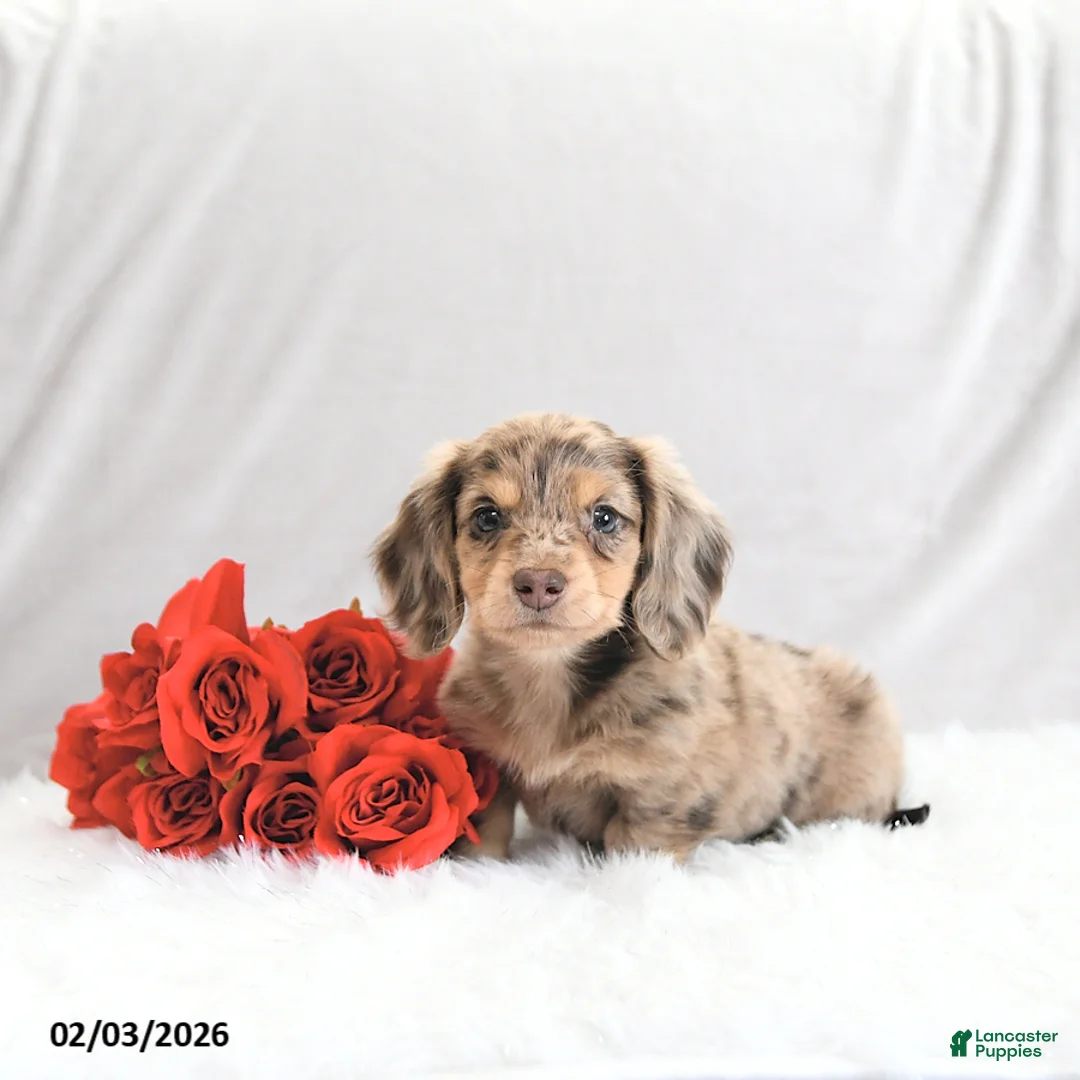 Miniature Dachshund dogs for sale: Parker - Ad 4