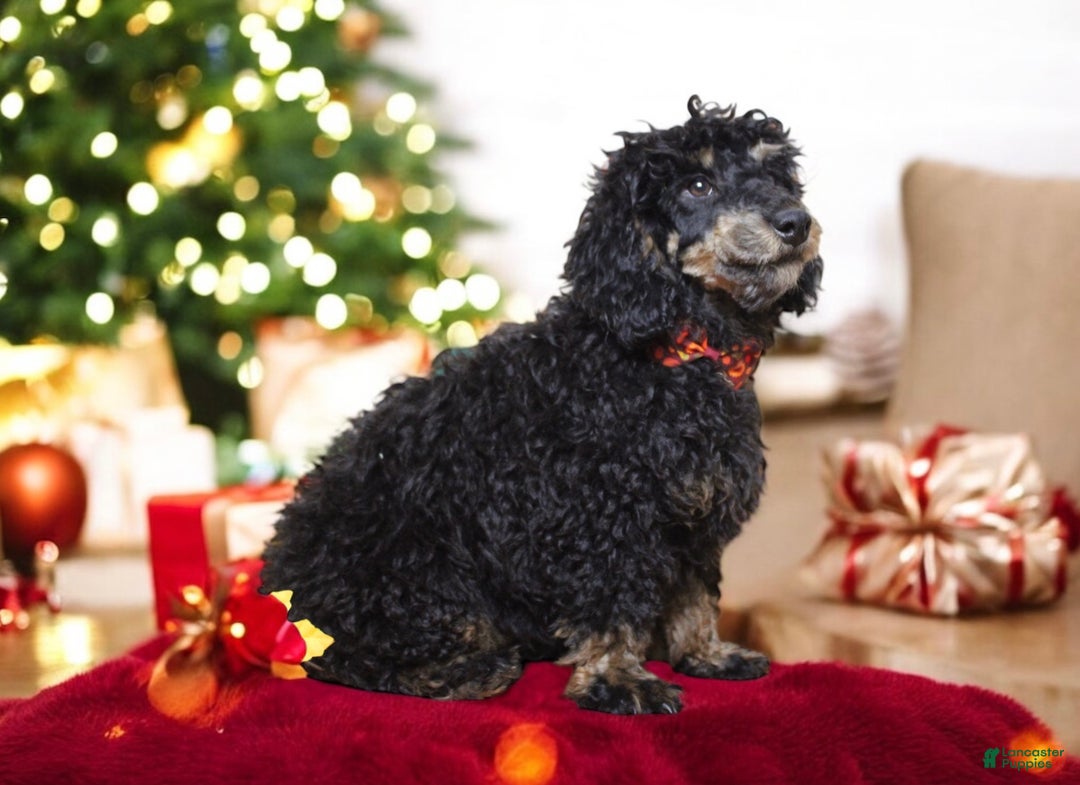 Toy Poodle dogs for sale: Jett - Ad 3