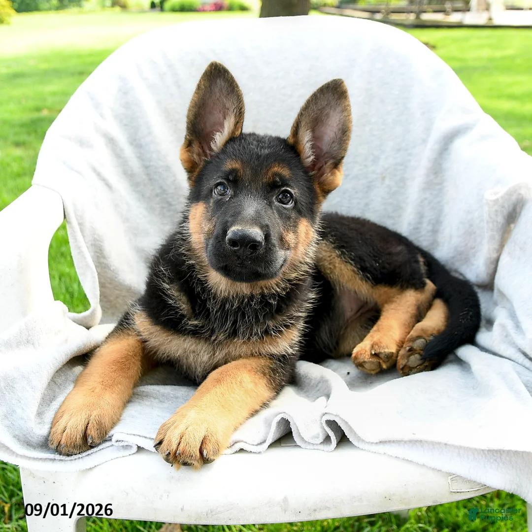 German Shepherd dogs for sale: Desi  - Ad 3