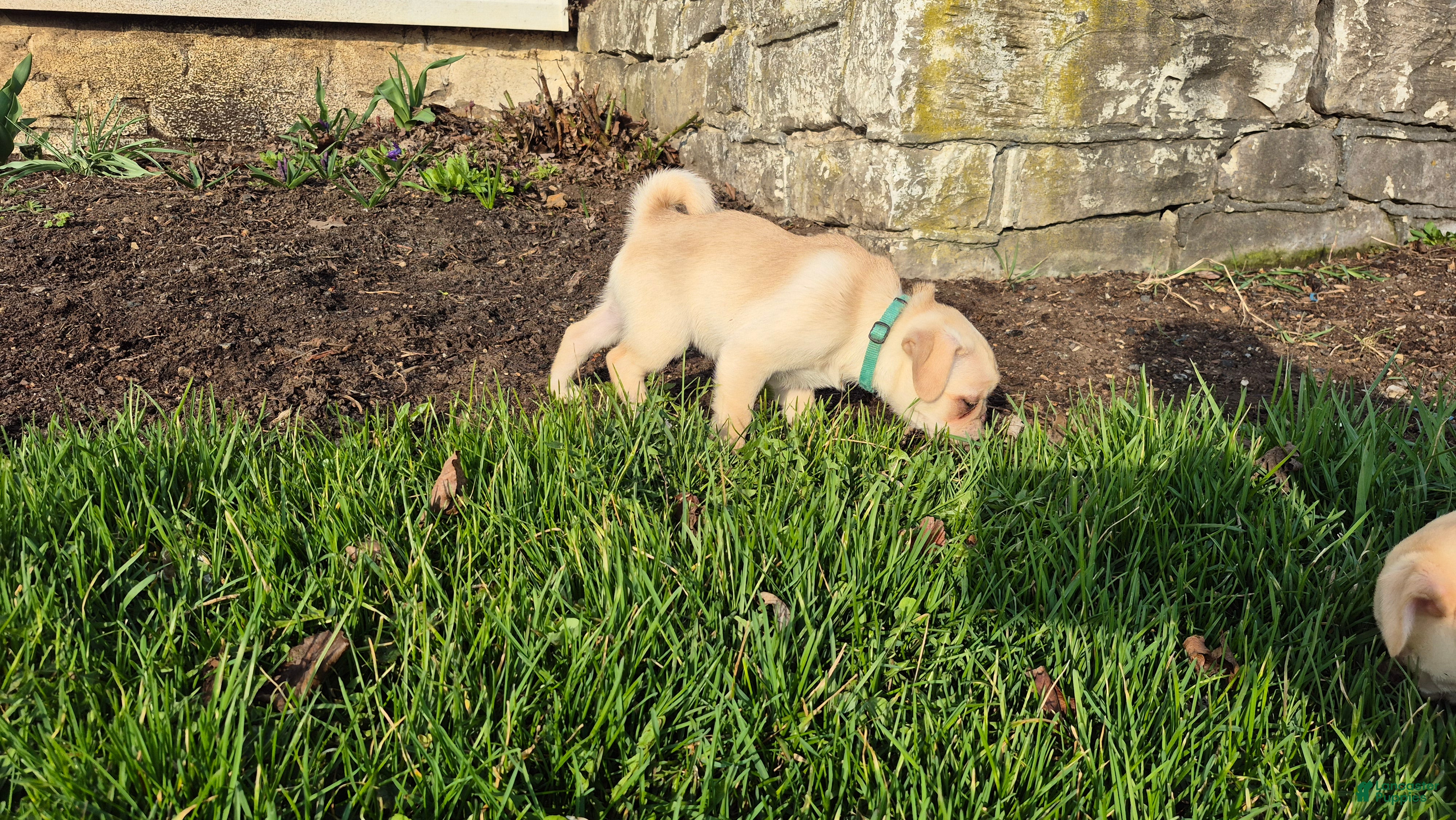 Pug dogs Bailey - Ad 1