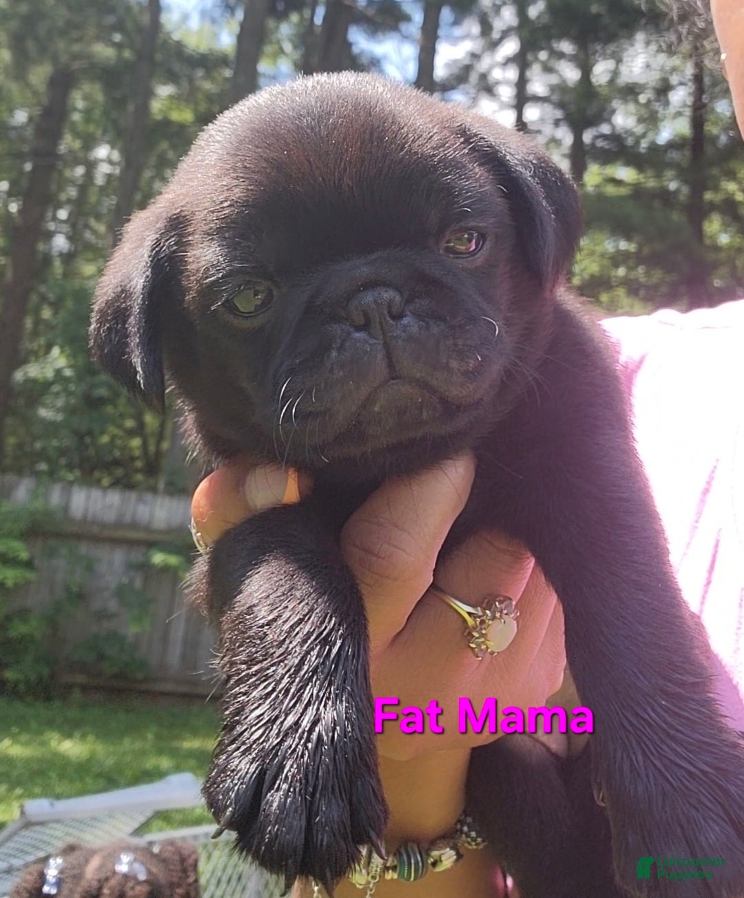Pug dogs Pink girl (Fat Mama) - Ad 8