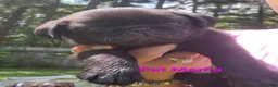 Pug dogs for sale: Pink girl (Fat Mama) - Ad 1