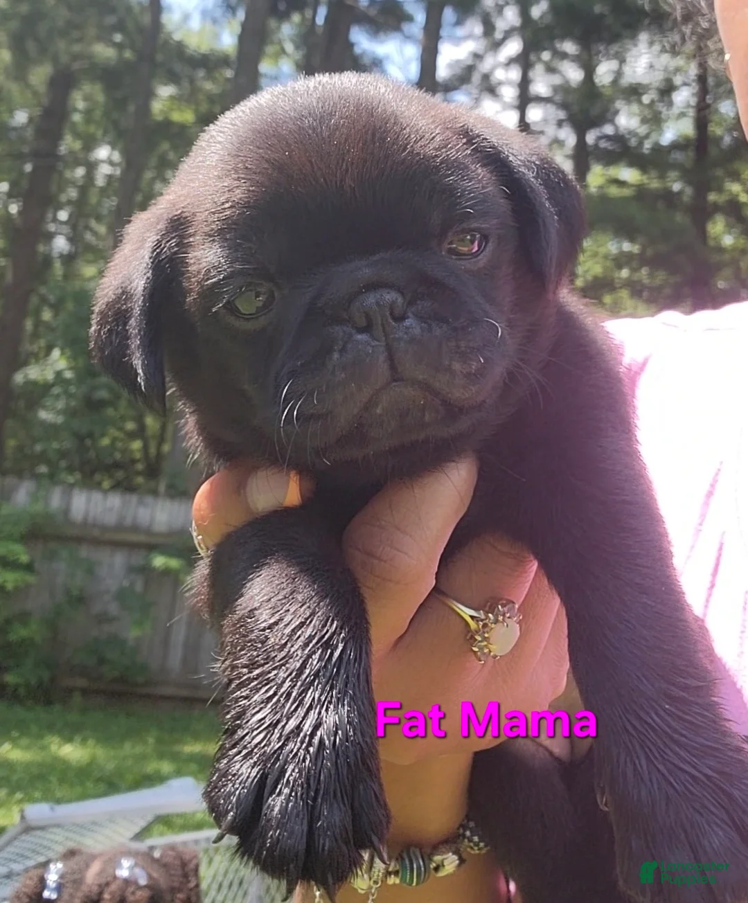 Pug dogs for sale: Pink girl (Fat Mama) - Ad 1