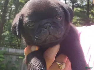 Pug dogs Pink girl (Fat Mama) - Ad 13