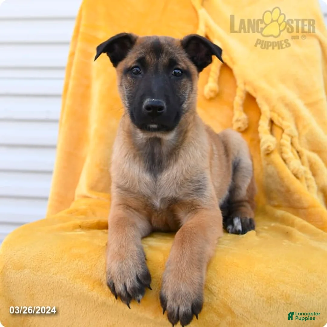 Gallery Image {{count}}