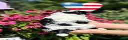Biewer Terrier dogs for sale: Biewer Terrier 3 - Ad 10