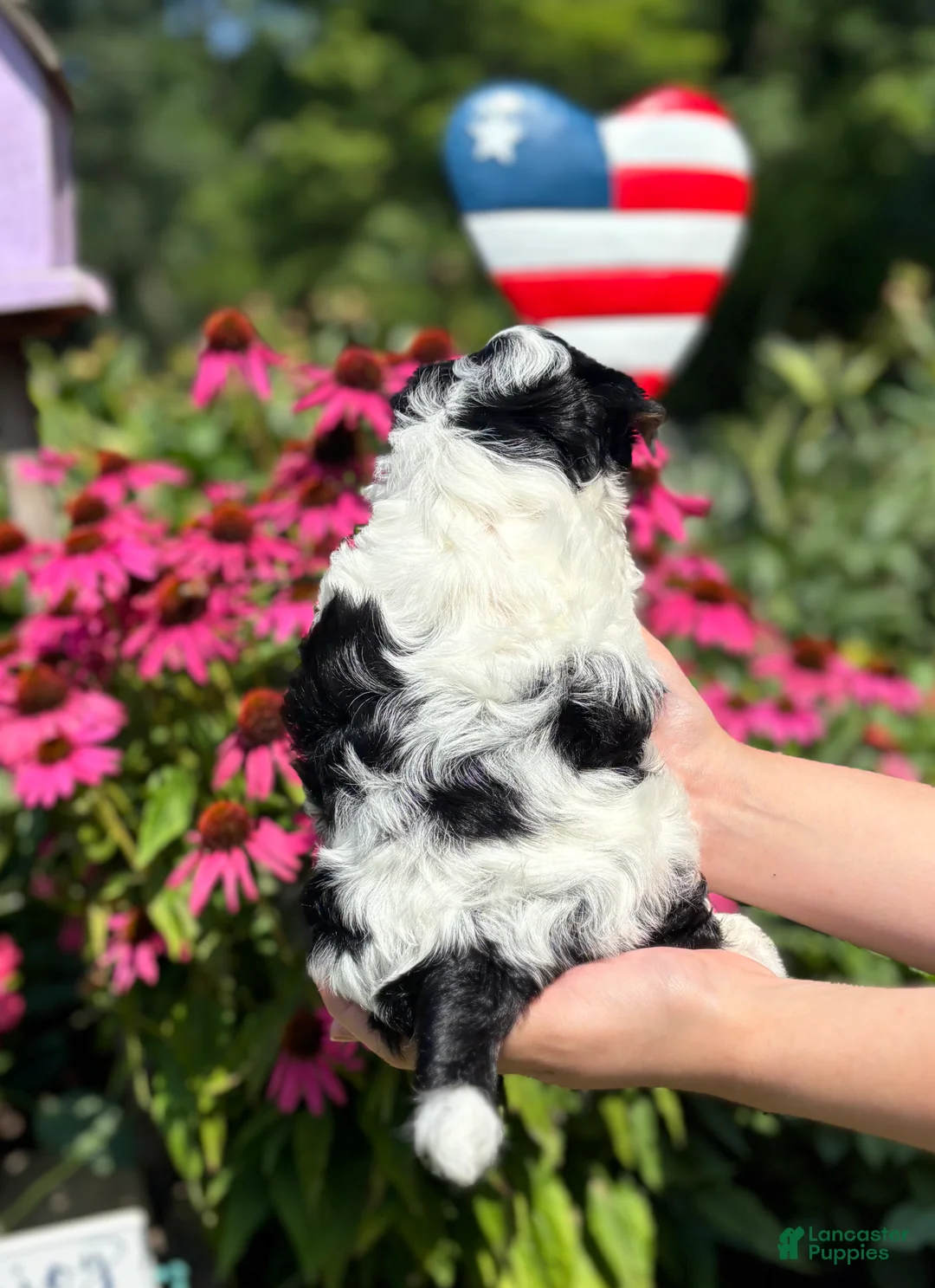 Biewer Terrier dogs for sale: Biewer Terrier 3 - Ad 10