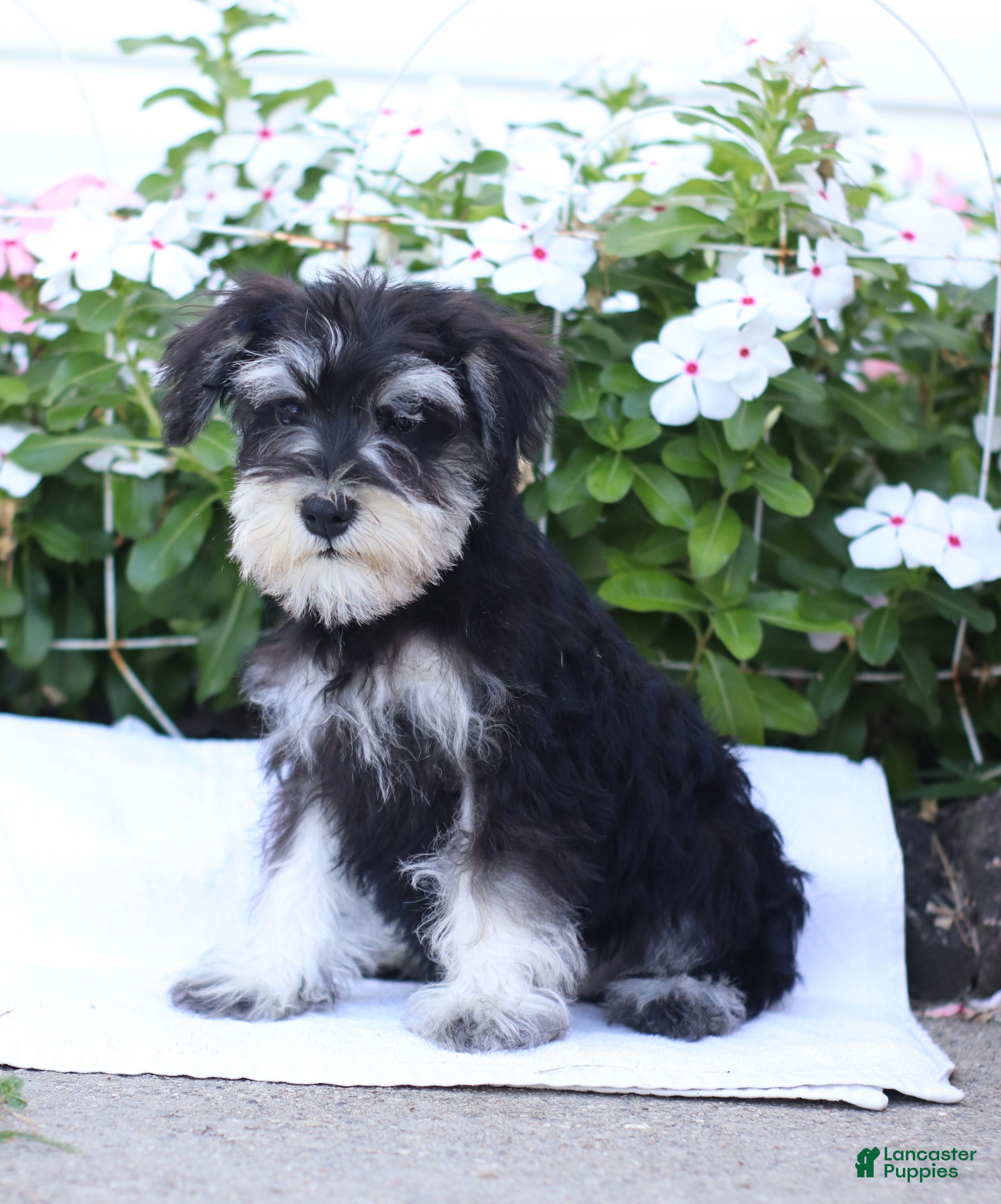 Miniature Schnauzer dogs Cameron - Ad 2
