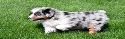 Miniature Australian Shepherd dogs for sale: Tyler - Ad 9