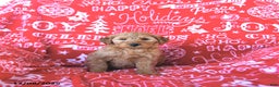 Mini Goldendoodle dogs for sale: Tinsel - Ad 3