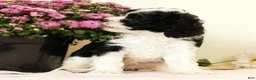 Cavapoo dogs for sale: Winnie - Ad 7