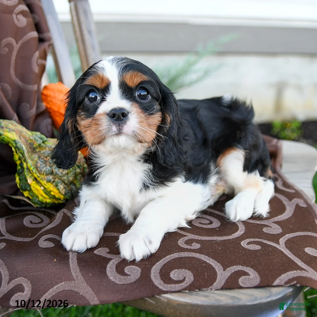 Cavalier King Charles Spaniel dogs for sale: Kayla - Ad 3