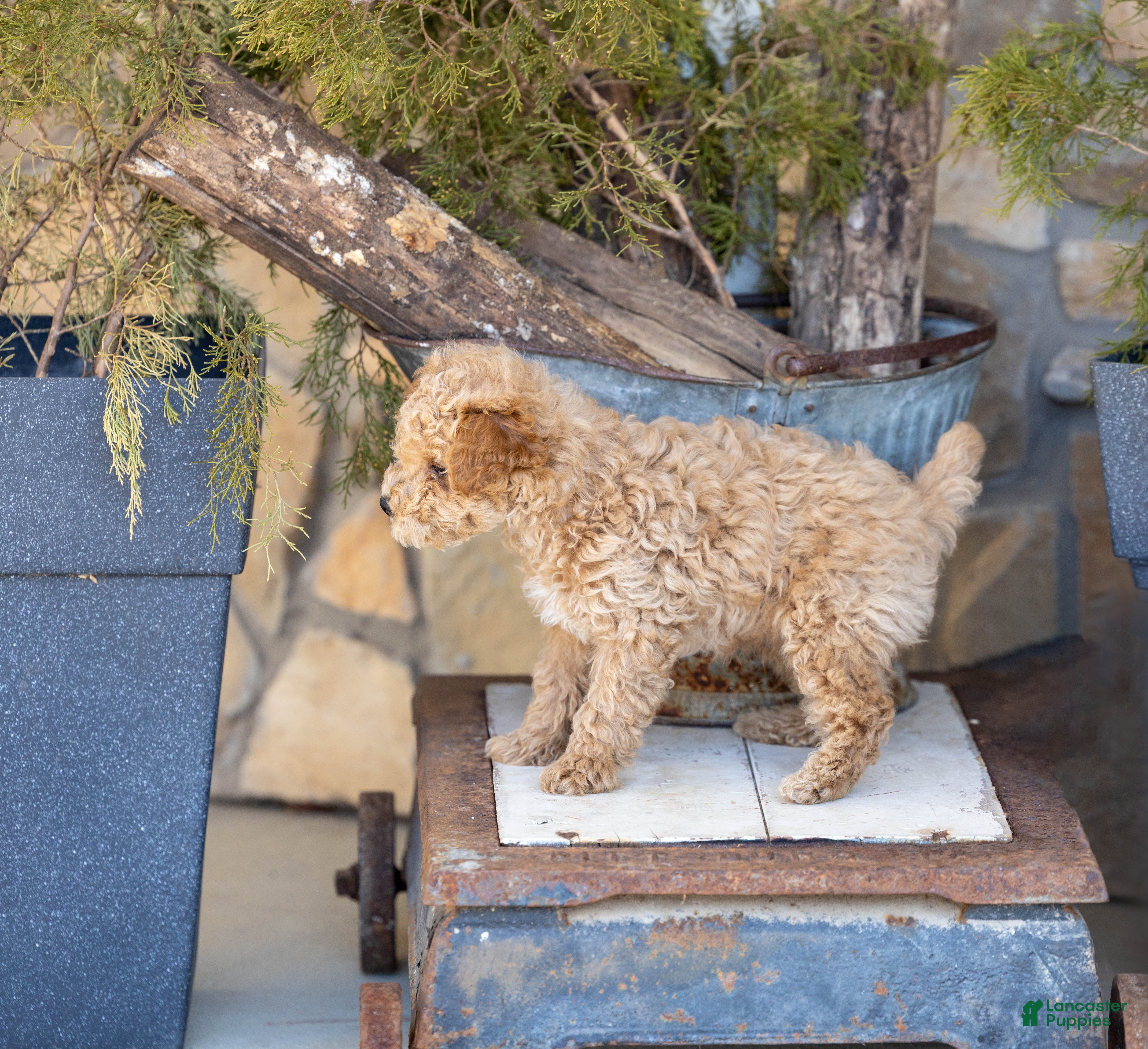 Miniature Poodle dogs AKC Blake - Ad 2