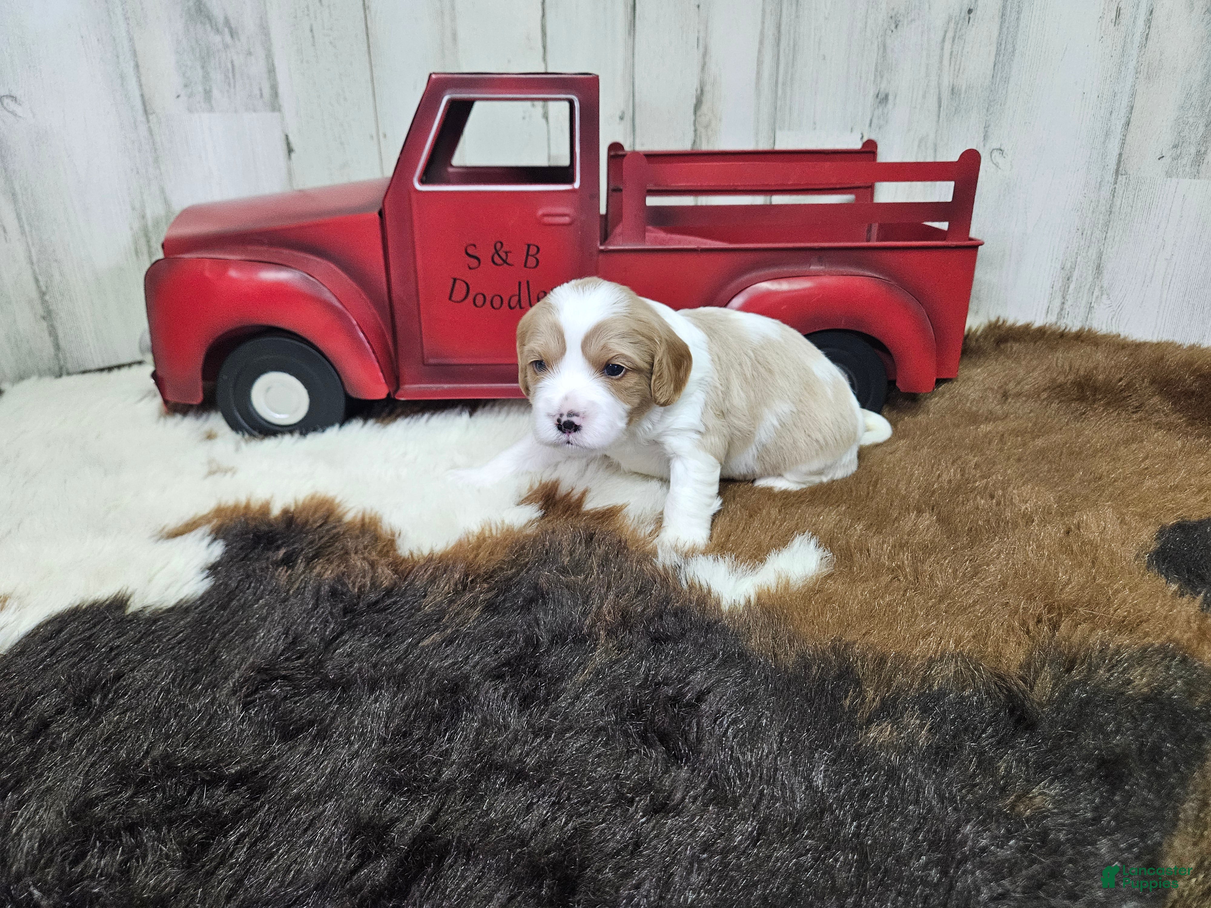 Cavapoo dogs F1 Stormy - Ad 17