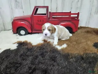 Cavapoo dogs F1 Stormy - Ad 17