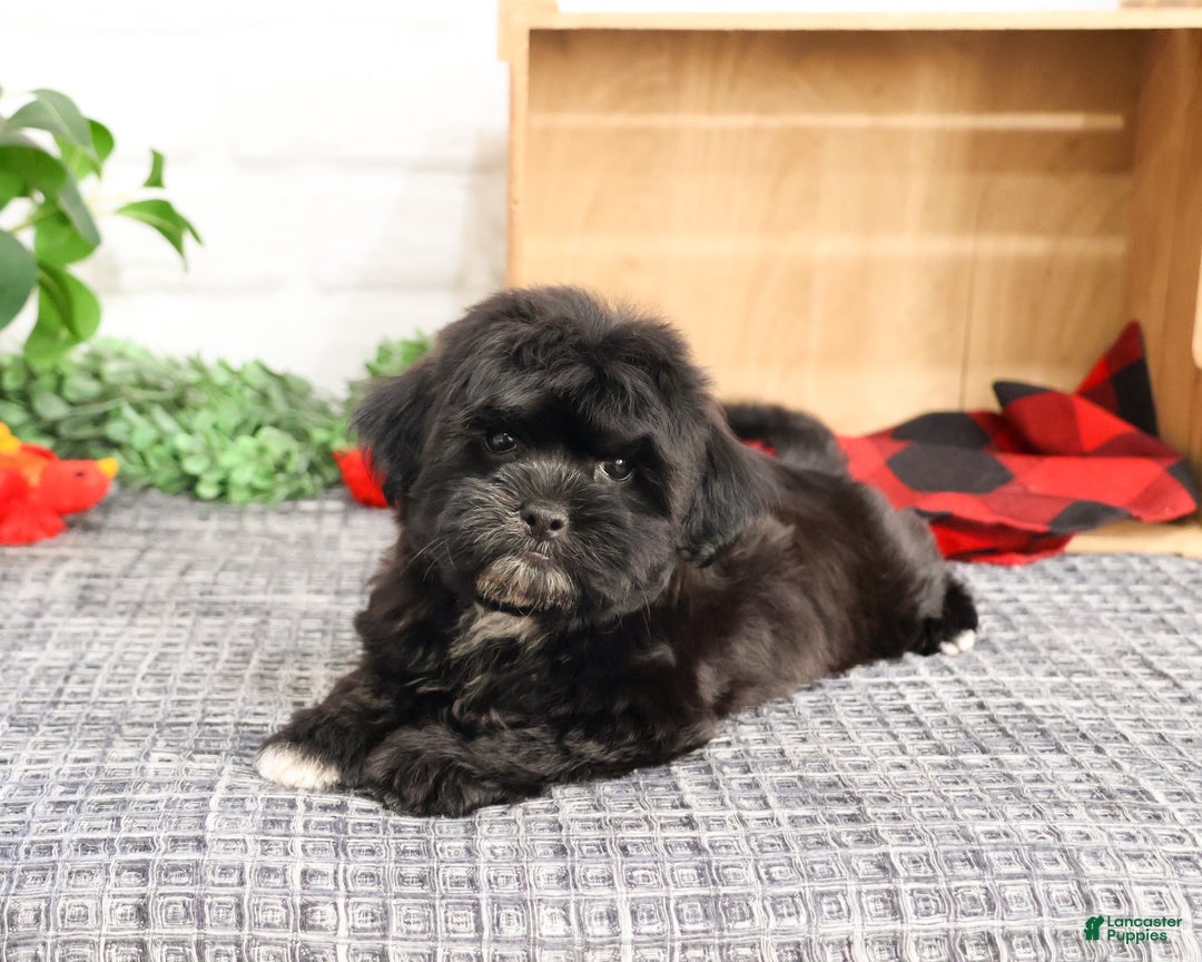 Shihpoo dogs for sale: James  - Ad 4