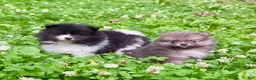 Pomeranian dogs for sale: Black and white Parti boy 6wks - Ad 3