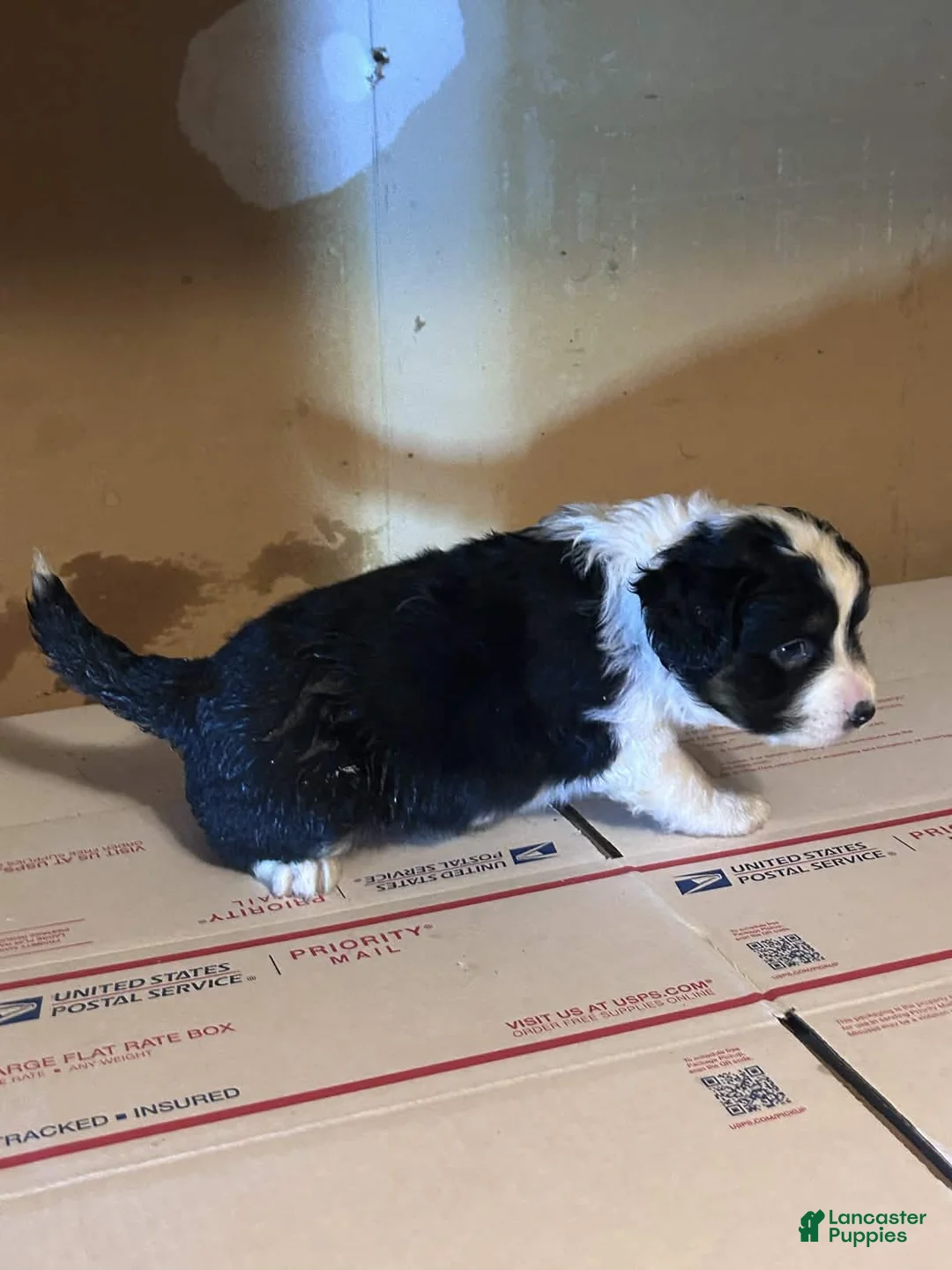 Mixed Breed dogs for sale: Mixed Breed Puppy 2 - Ad 2