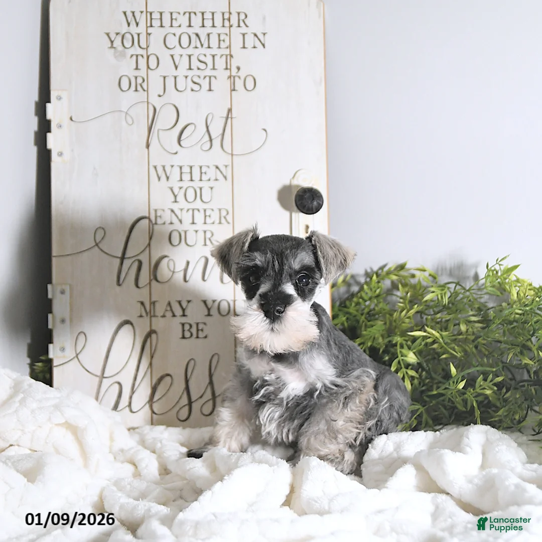 Miniature Schnauzer dogs for sale: Nick  - Ad 4