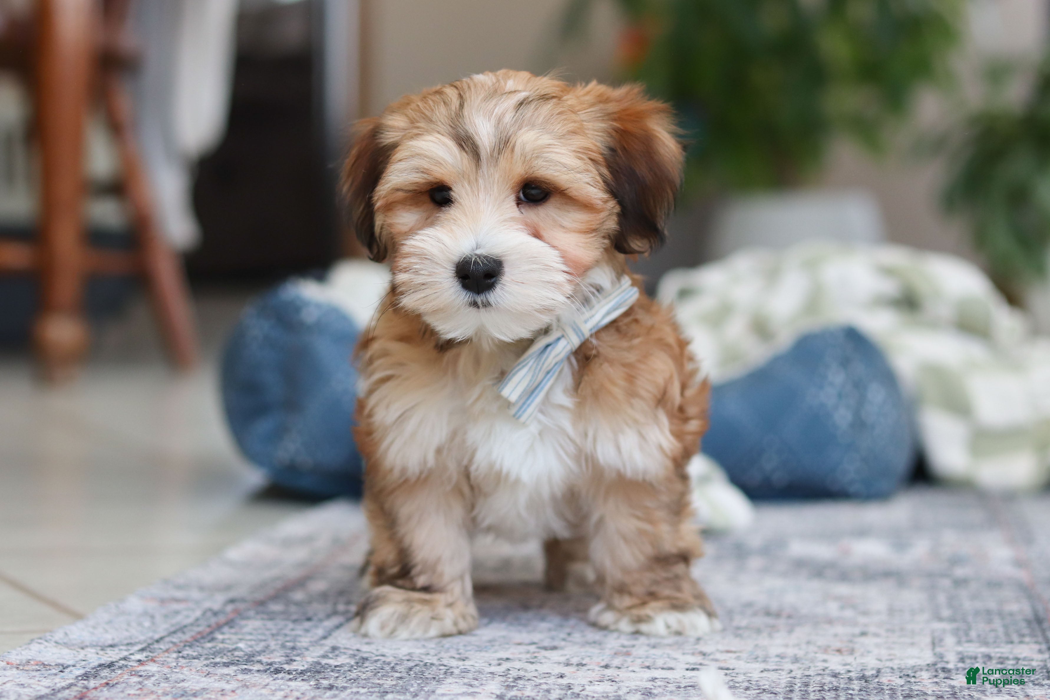 Morkie dogs Tyson - Ad 5