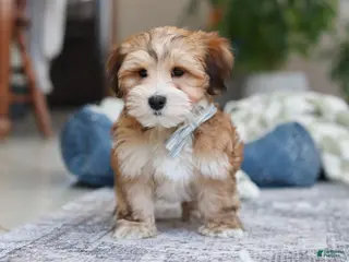 Morkie dogs Tyson - Ad 5