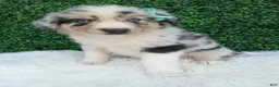 Australian Shepherd dogs for sale: Charles - Ad 4