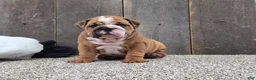 English Bulldog dogs for sale: Stella - Ad 6