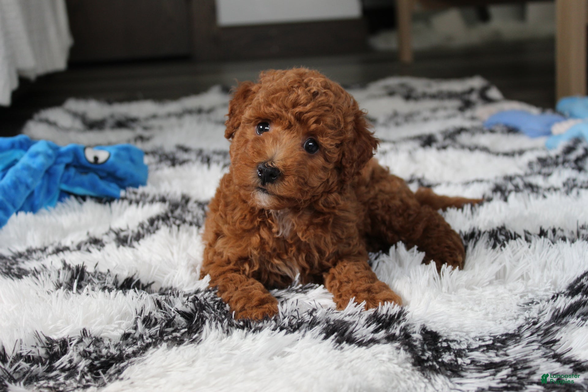 Bichpoo dogs Jenson - Ad 1