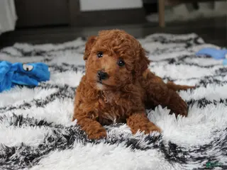 Bichpoo dogs for sale: Jenson - Ad 4