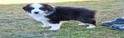 Australian Shepherd dogs for sale: Bella - Ad 4