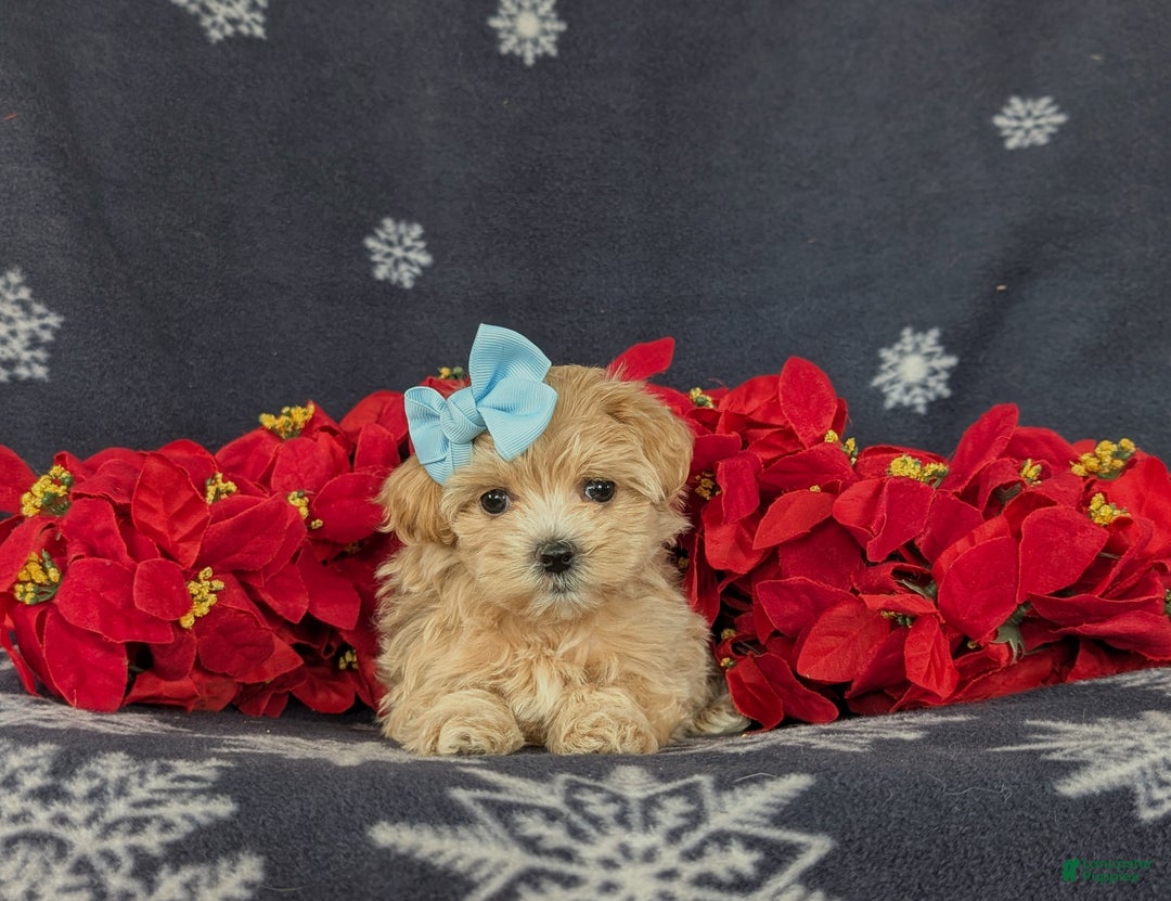 Maltipoo dogs for sale: Chrissa 7 lbs Full Grown - Ad 5