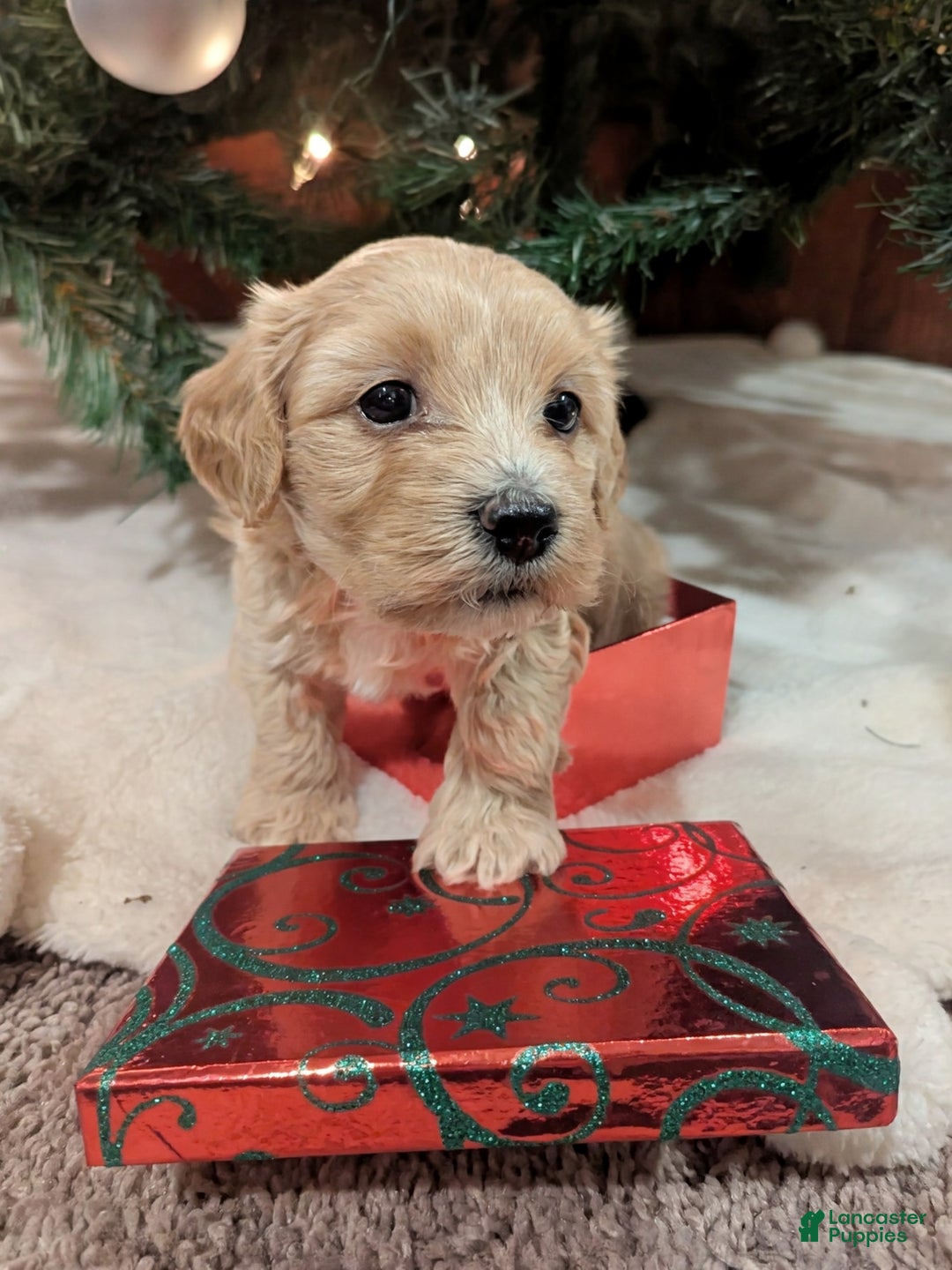 Mixed Breed dogs for sale: Cosmo - Ad 2