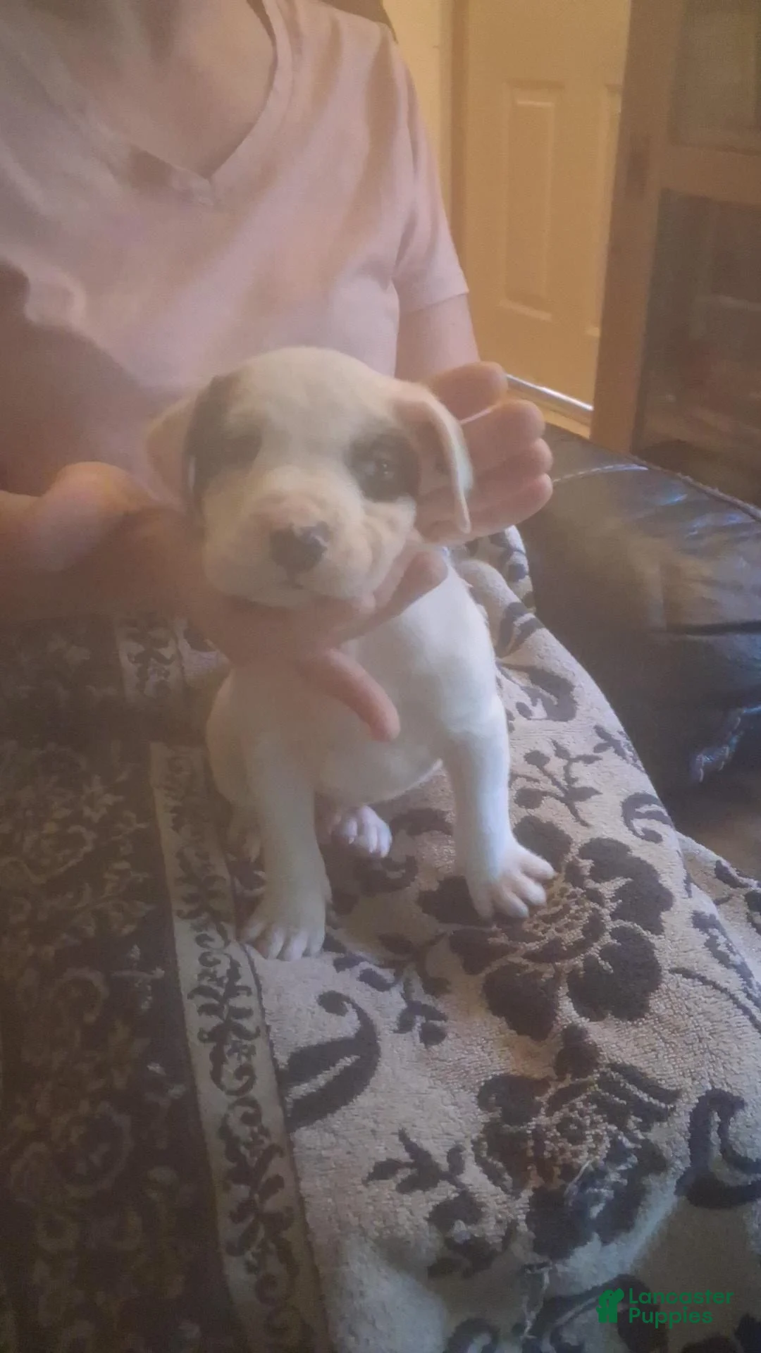 Mixed Breed dogs for sale: Female puppy 1 - Ad 14