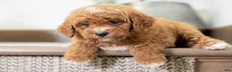 Miniature Poodle dogs for sale: Carmen - Ad 10