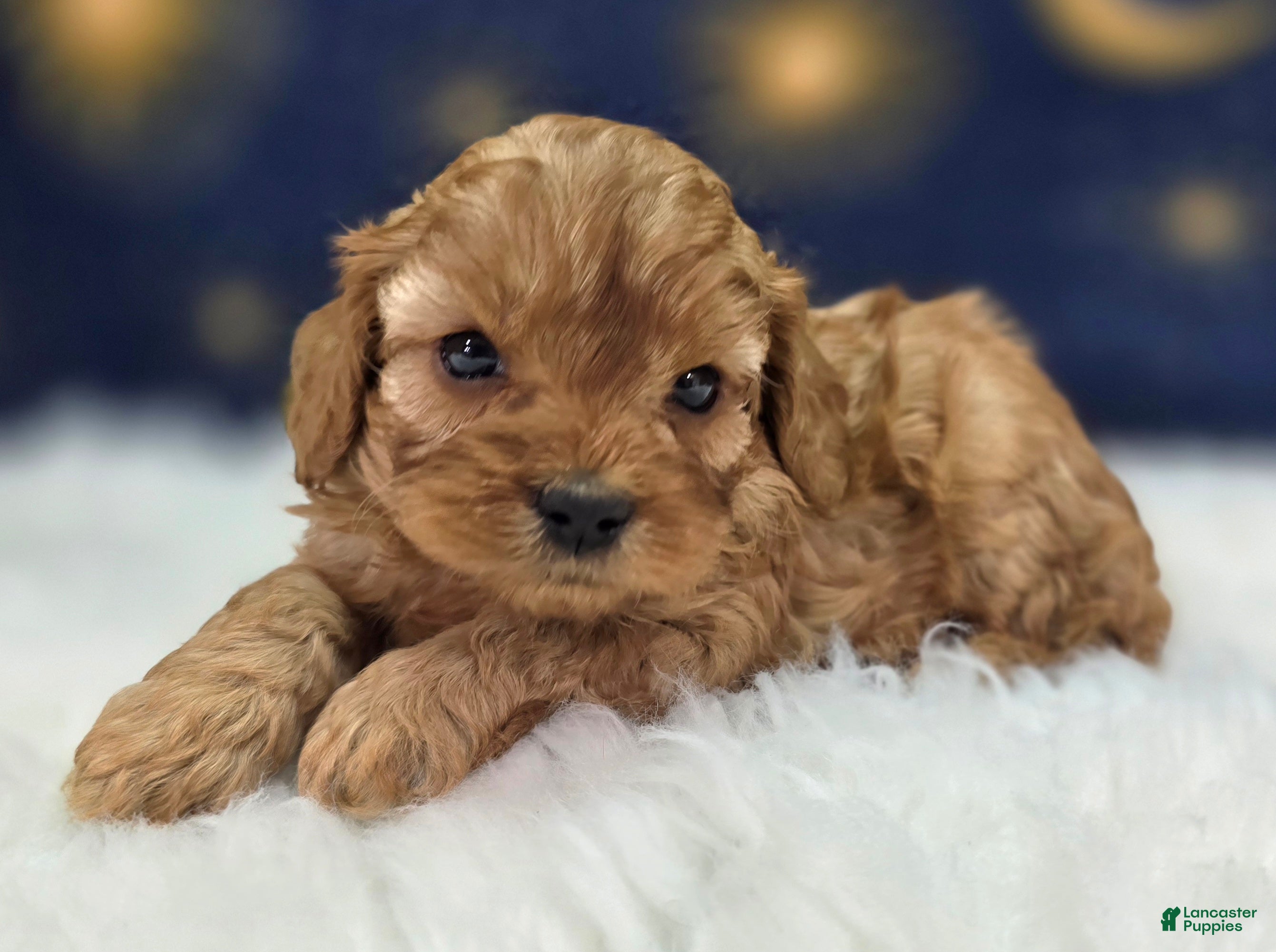 Cavapoo dogs Slate - Ad 35