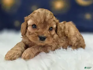 Cavapoo dogs Slate - Ad 35