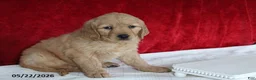 Golden Retriever dogs for sale: Rose   - Ad 5