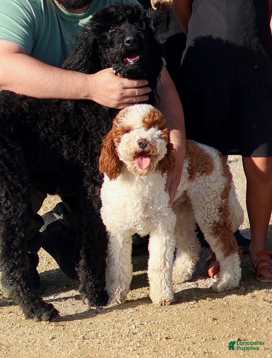 Gallery Image {{count}}