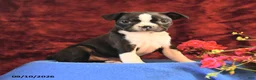 Boston Terrier dogs for sale: Chance - Ad 3